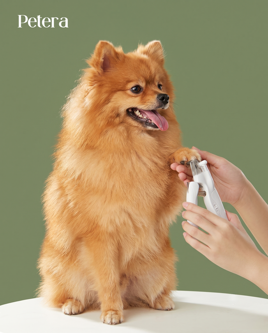 Dog — Basic Grooming